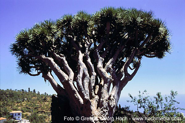 La Palma - Drachenbaum