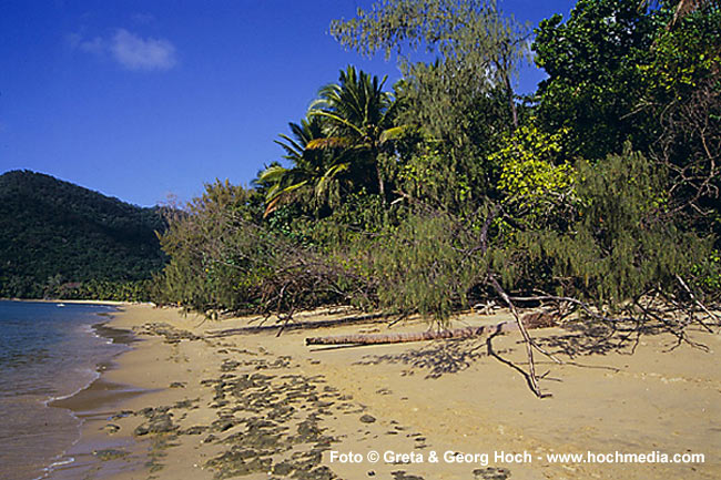 Dunk Island Bush