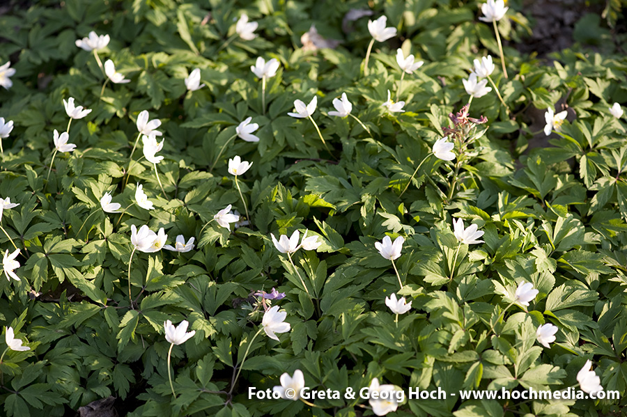 Frühling FS