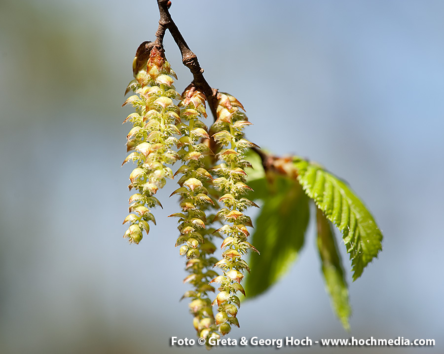 Frühling