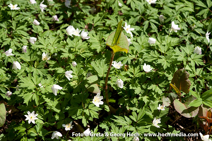 Frühling