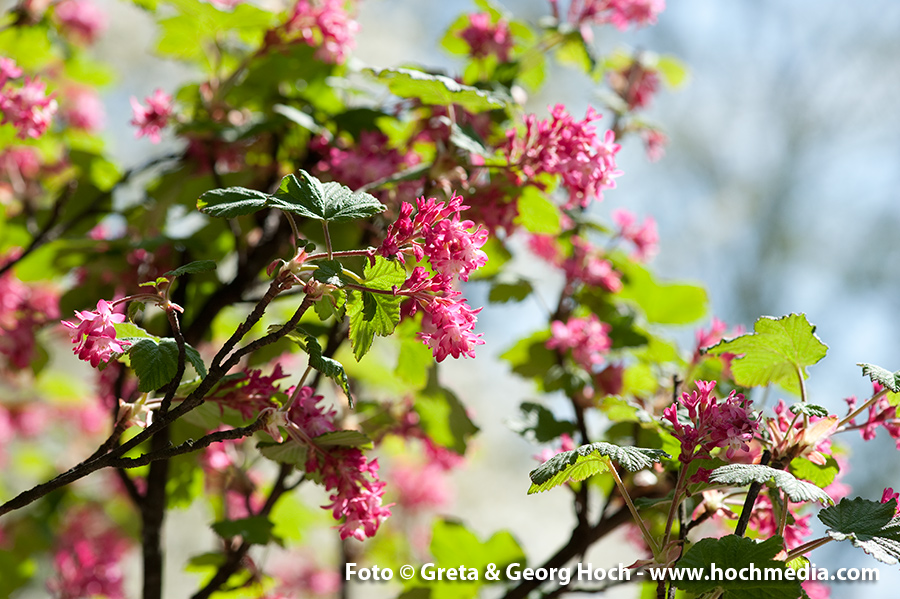 Frühling