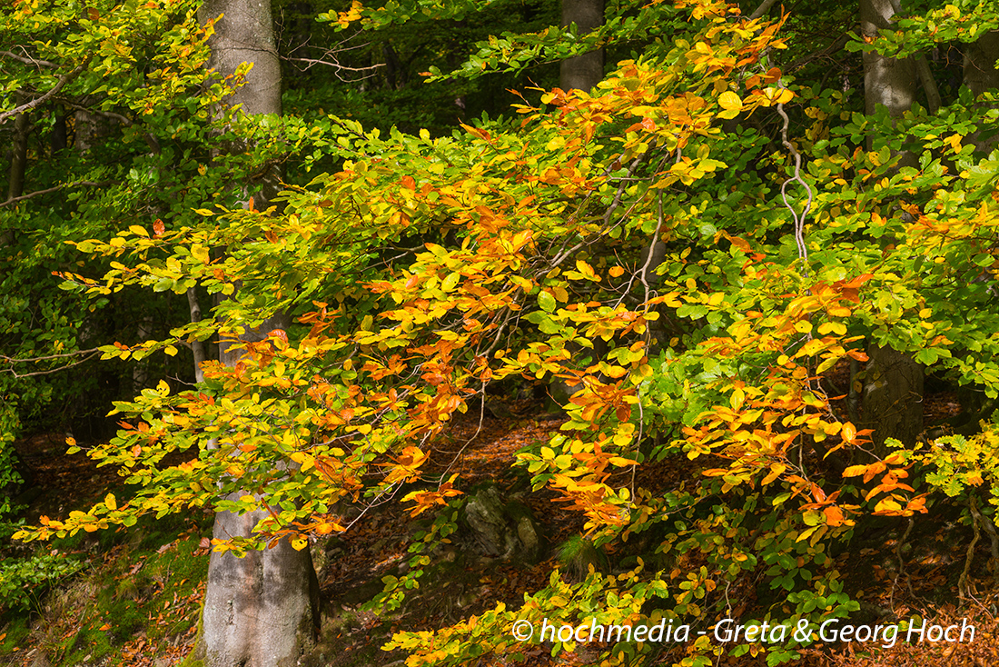 Herbststimmung