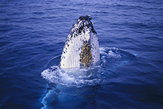 Humpback Whale