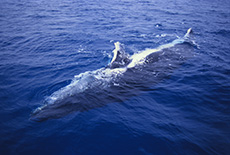 Humpback Whale