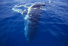 Humpback Whale