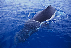 Humpback Whale