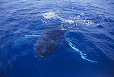 Humpback Whale