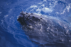 Humpback Whale