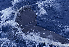 Humpback Whale