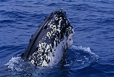 Humpback Whale