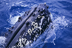 Humpback Whales