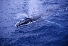 Humpback Whale