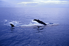 Humpback Whale