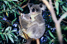 Koalas