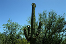 saguaro