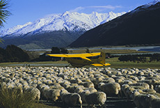 Schafe und Flugzeug