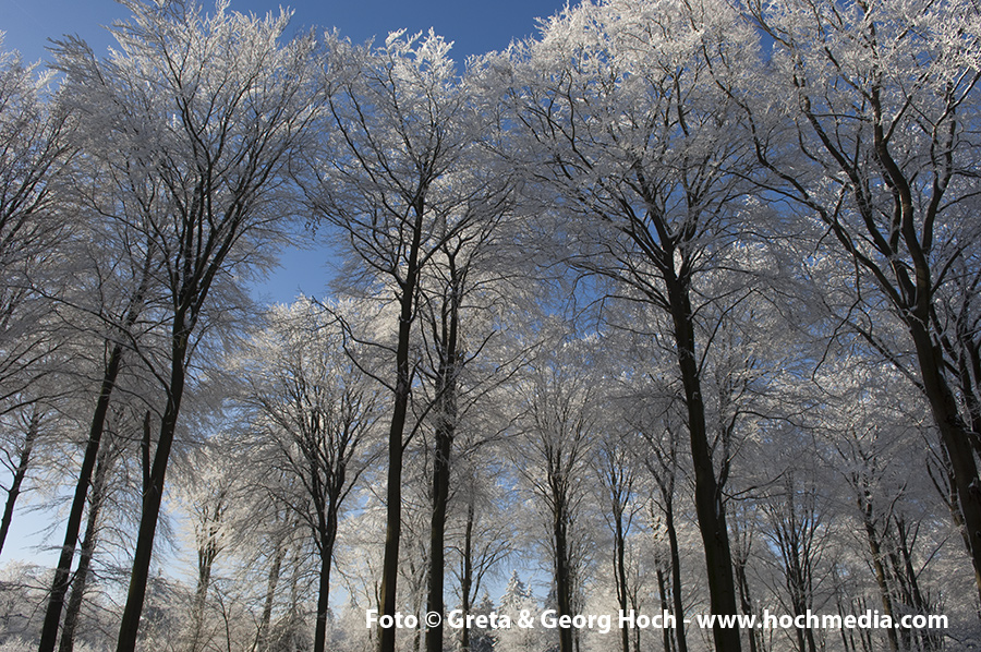 Winter im Taunus