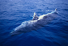 Humpback Whale