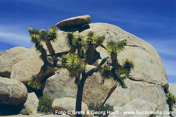 Joshua Tree National Monument
