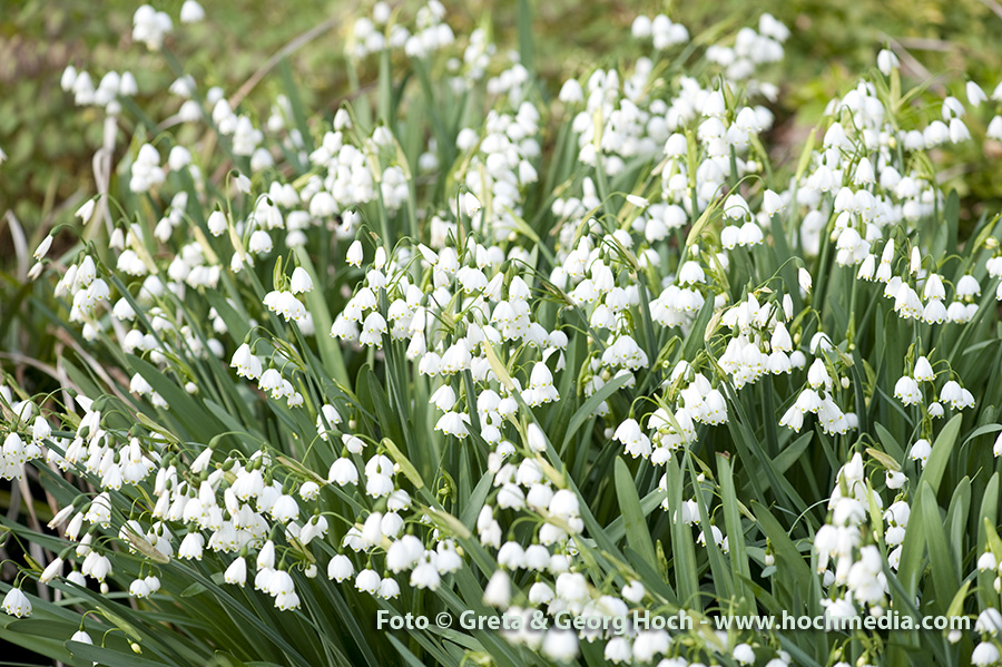 Frühling FS