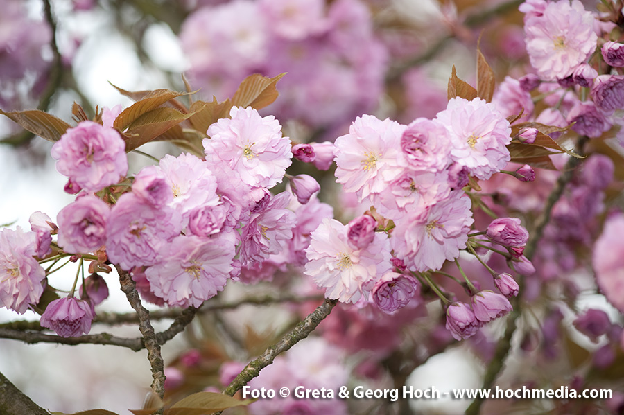 Frühling FS