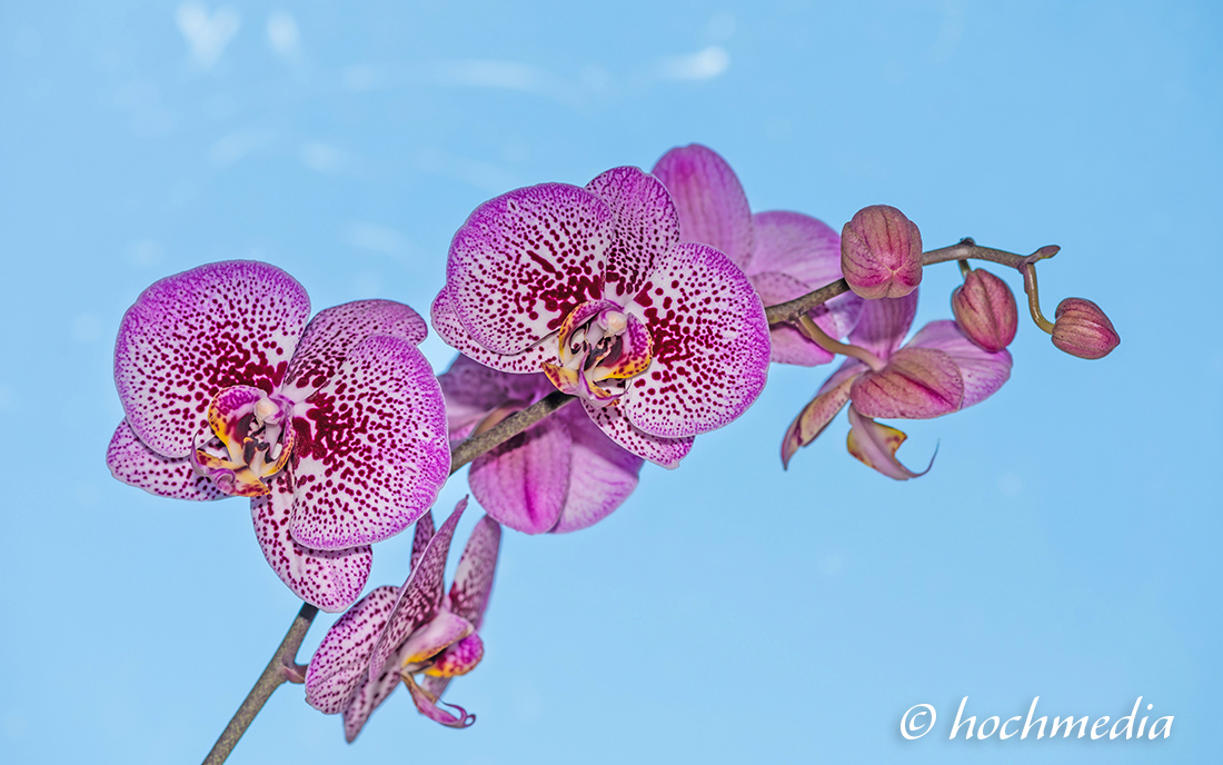 Phalaenopsis Phalaenopsis
