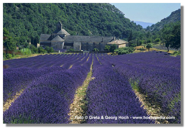 Senanque & Lavendel