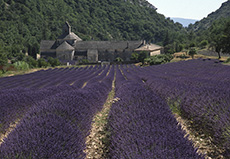 PROVENCE Mini