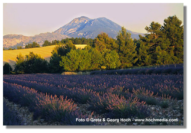 Plateau de Valensole