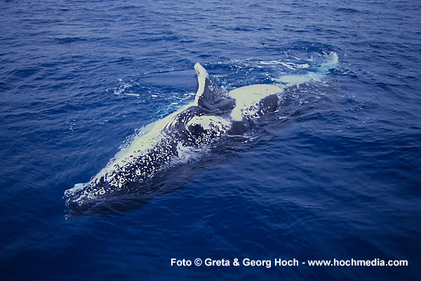 Humpback Whale