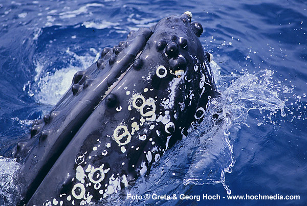 Humpback Whale
