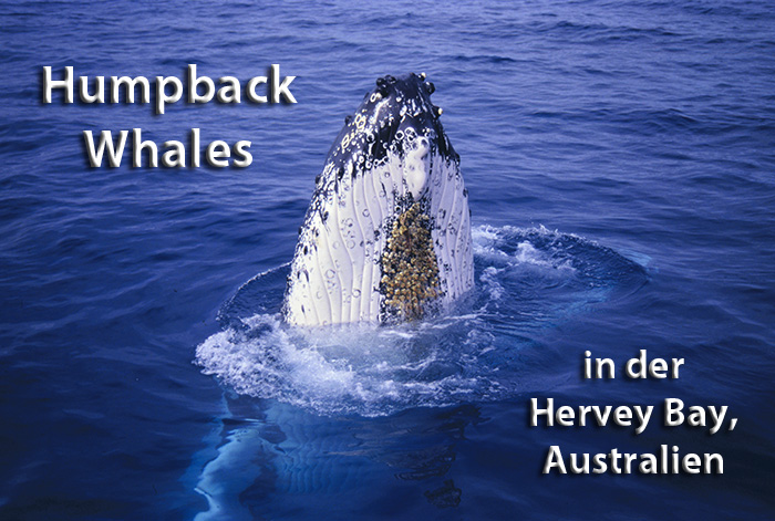 Humpback Whales